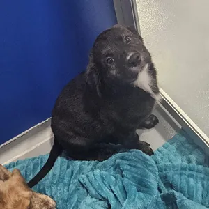 Nala Jr