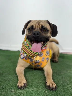 Pepito-One of our Amazing Rescue Dogs