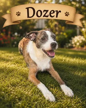 Dozer