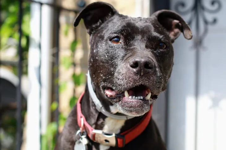 Town of North Hempstead Animal Shelter