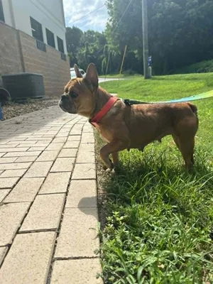 STELLA