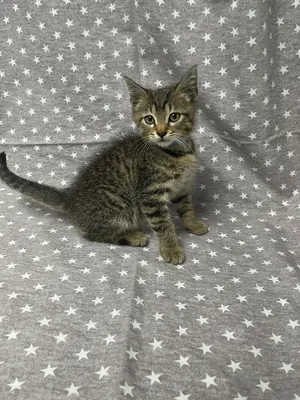Ziggy
