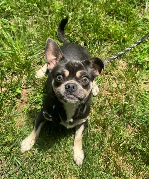 Otis