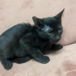Stella Luna
