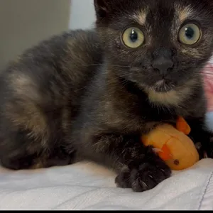 Stella Luna