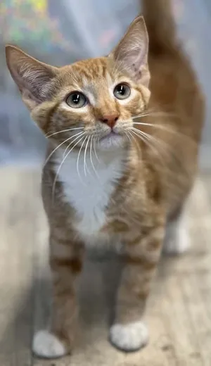 Macaroni