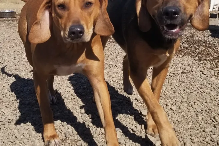 Kay's Animal Shelter