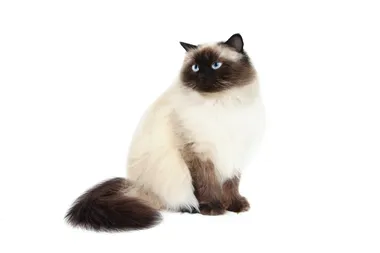 Himalayan/Colorpoint Persian