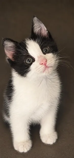 Bonnie