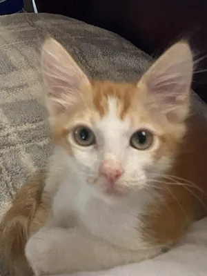 Peanut