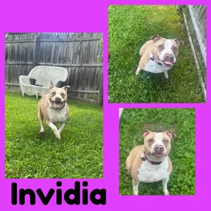 Invidia