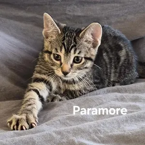 Paramore