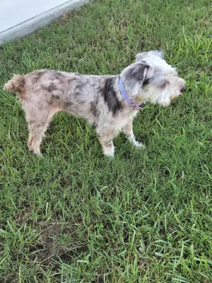 Dilly