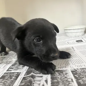 Little Fella