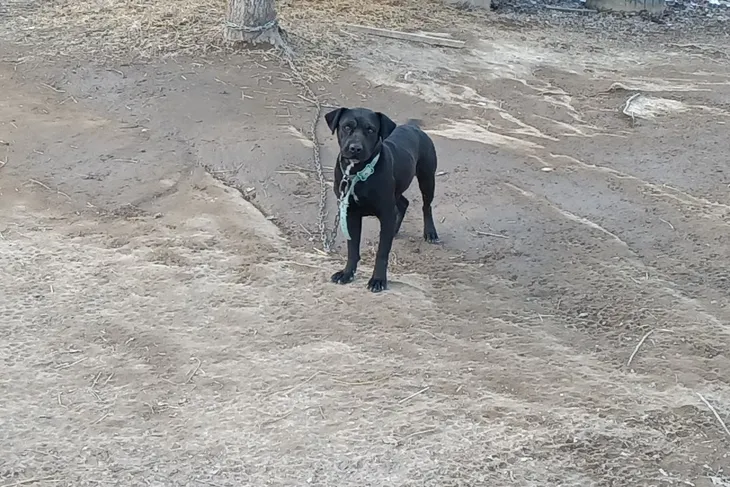 Jackson County Dog Warden