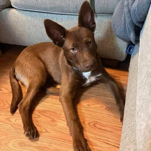 Copper