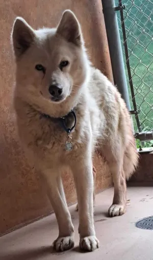 Angel