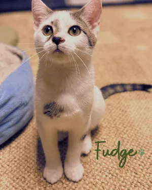 Fudge