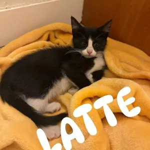 Latte Ontiveros