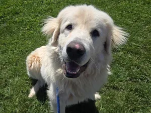 OTIS