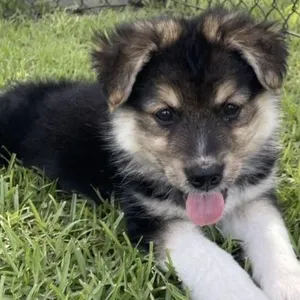 Peanut