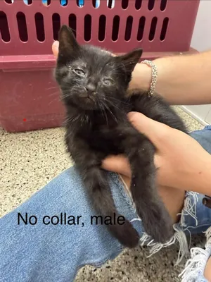 Otto (no collar)