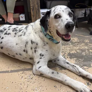 Dottie