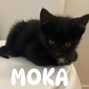 Moka Ontiveros
