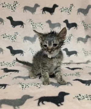 MORDECAI