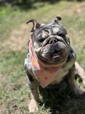 Adopt Pearl