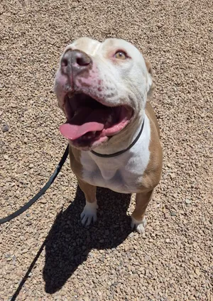 Roxy
