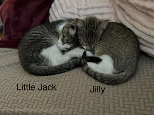 Kittens. Little Jack and Jilly