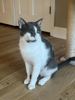 Tyson