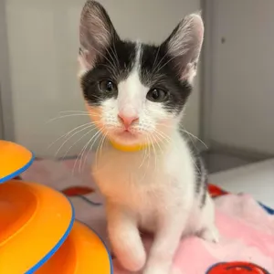 Tortellini