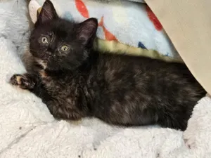Isla