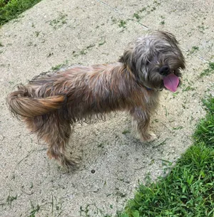 BUDDY - RED COLLAR