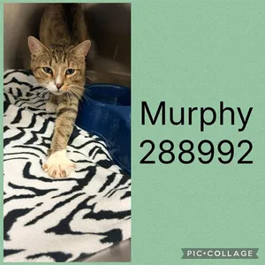 MURPHY