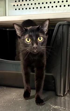 PANTHER