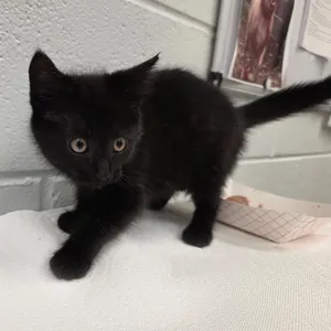 Grimm