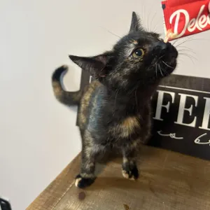 Mocha