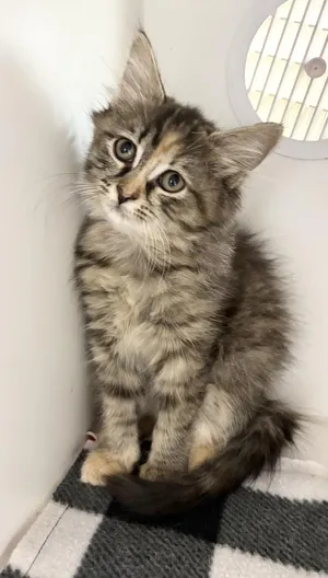 Petunia