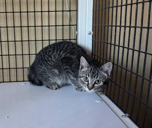 Feral cat
