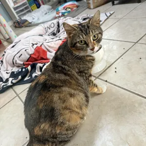 Callie