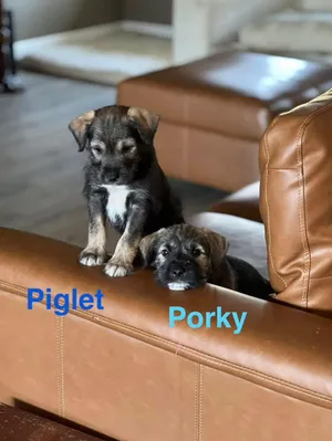 PORKY