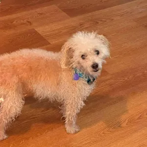 Biscuit
