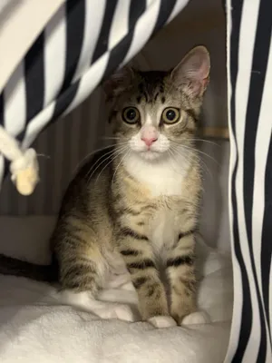 Avaline (purr machine)