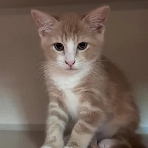 Peppermint Butler