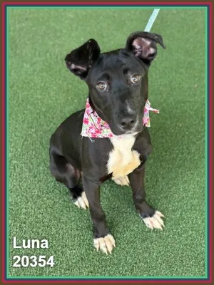 LUNA