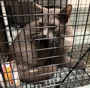 Shelia - Working Cat