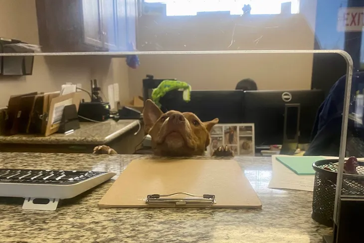 Redlands Animal Shelter
